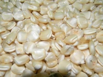 Maize Grain
