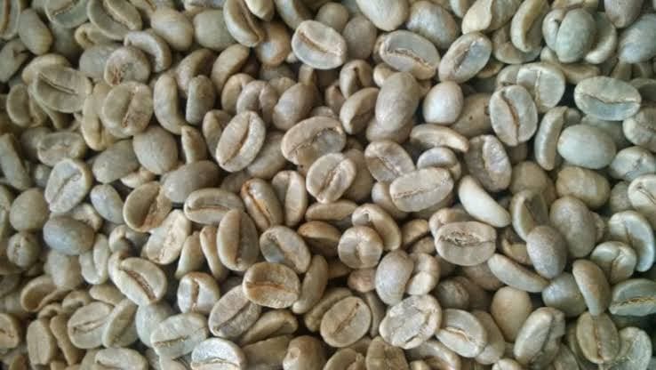 Arabica coffee