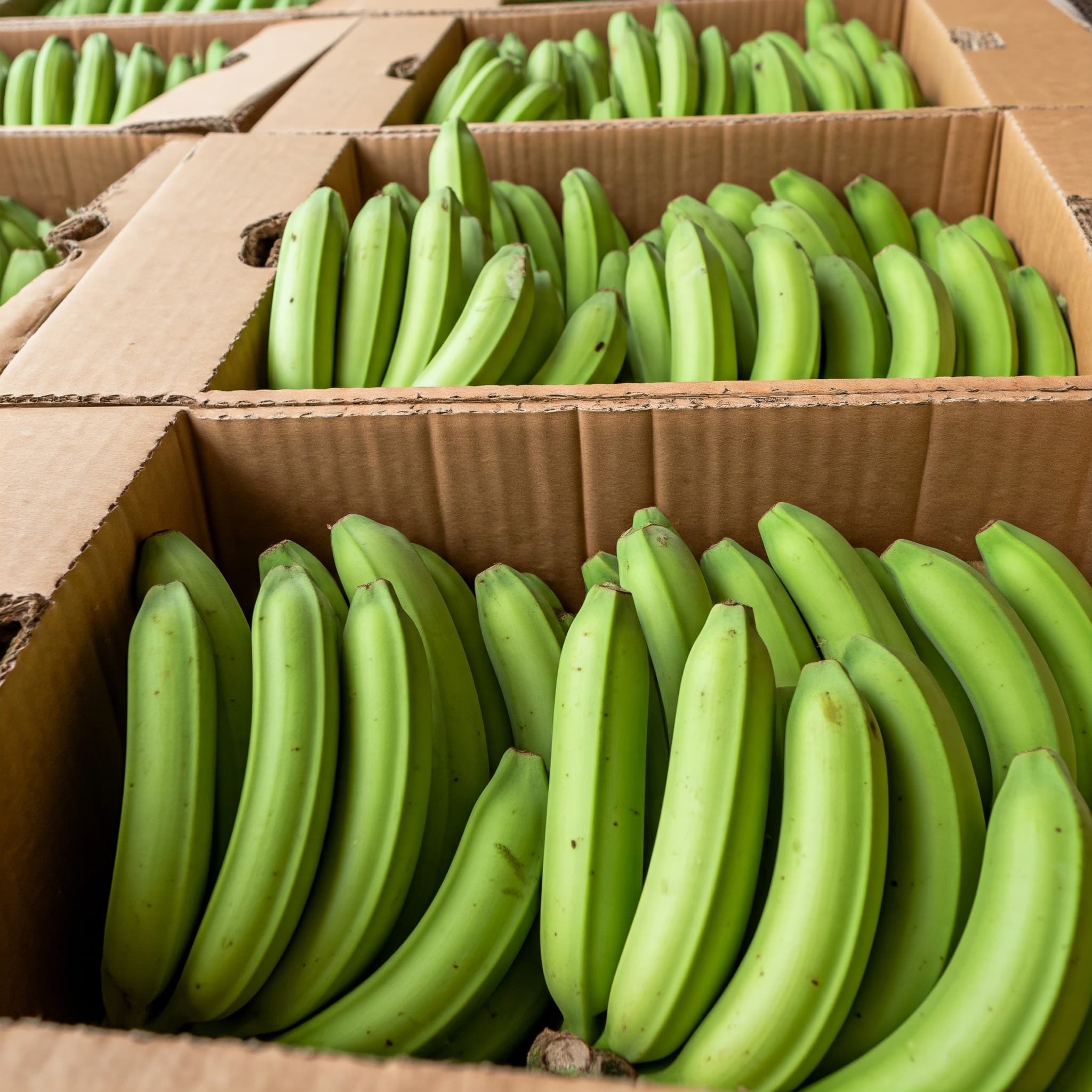 Highland matooke bananas