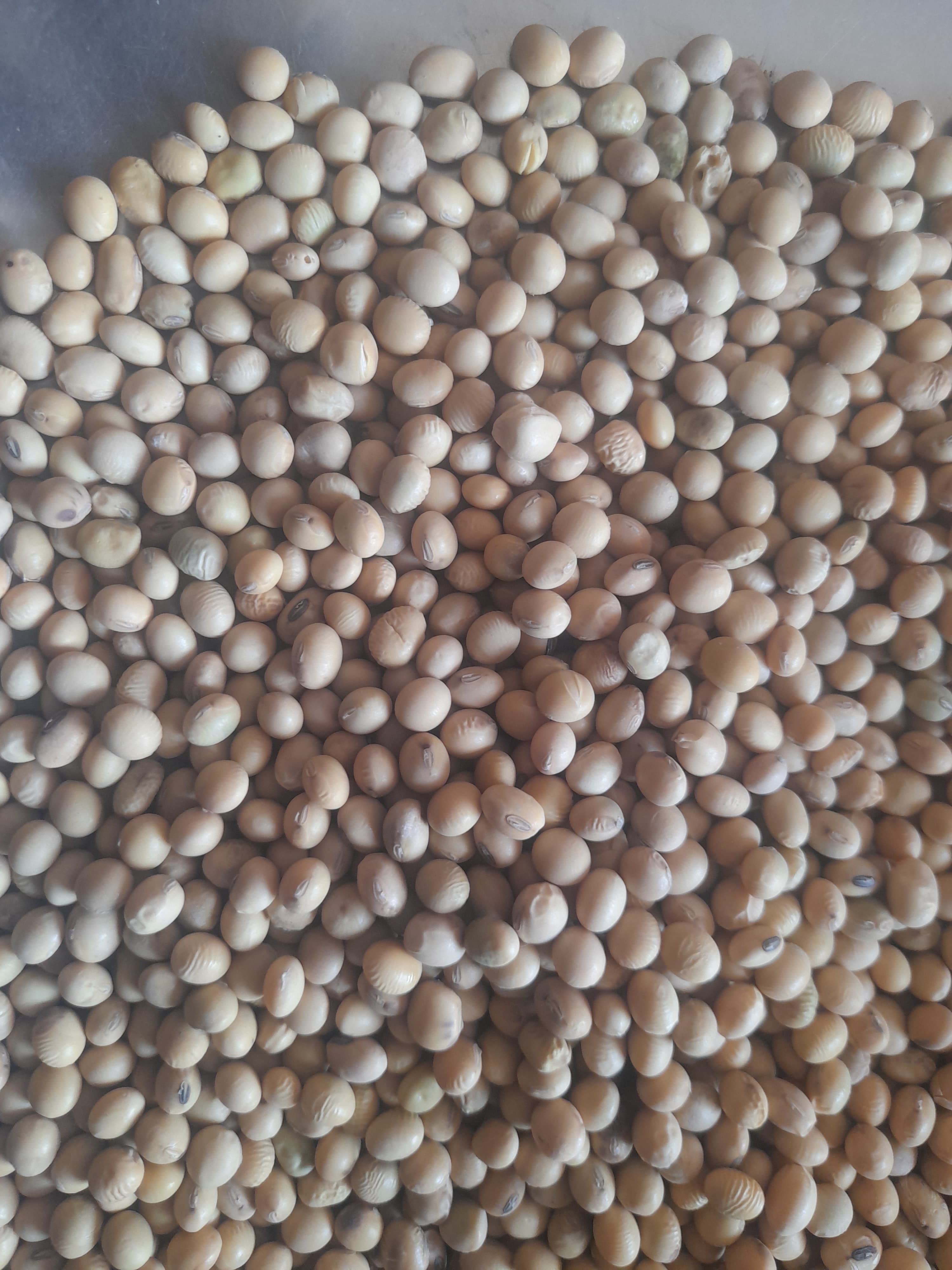 Soybeans