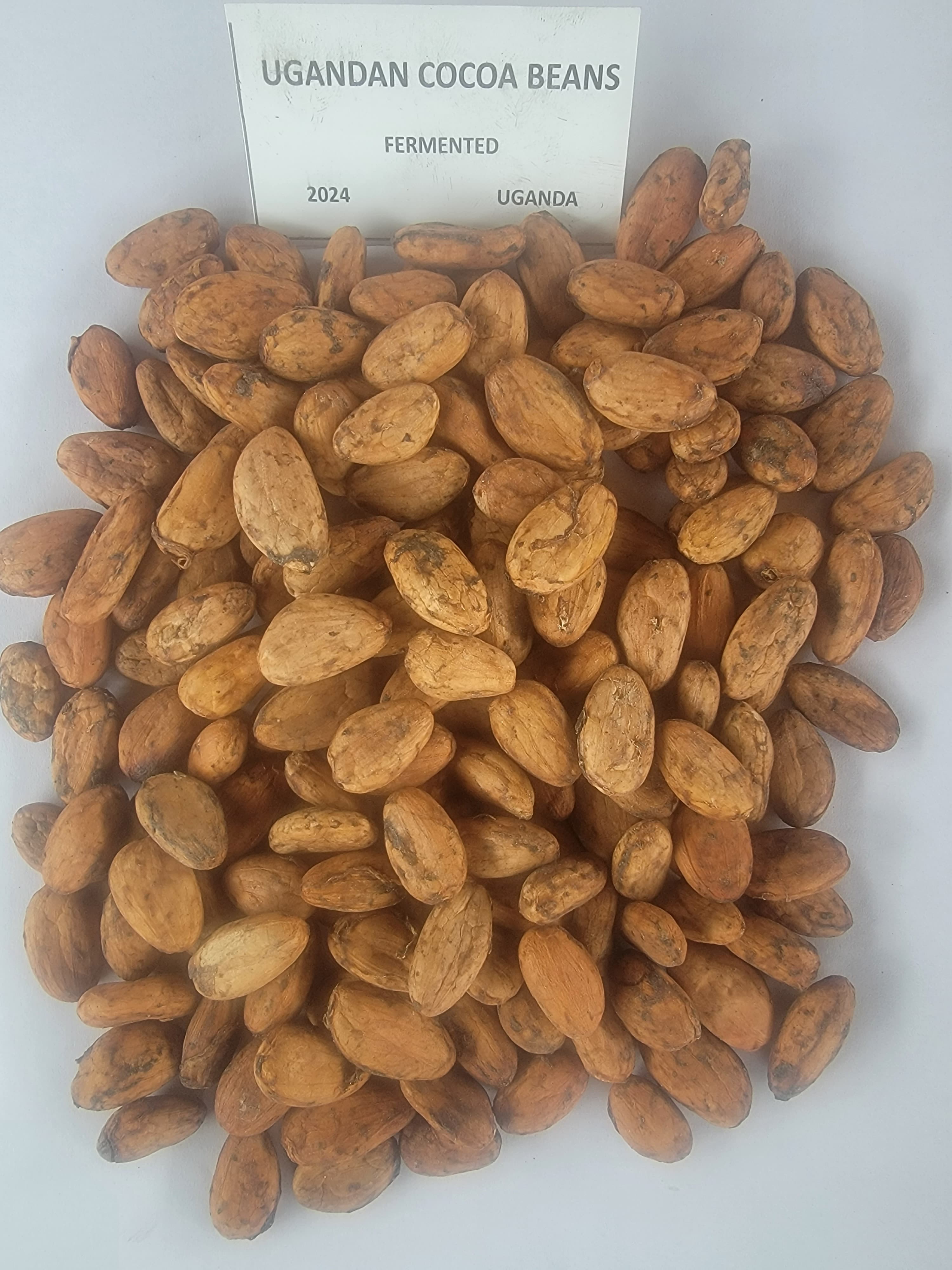 Cocoa beans
