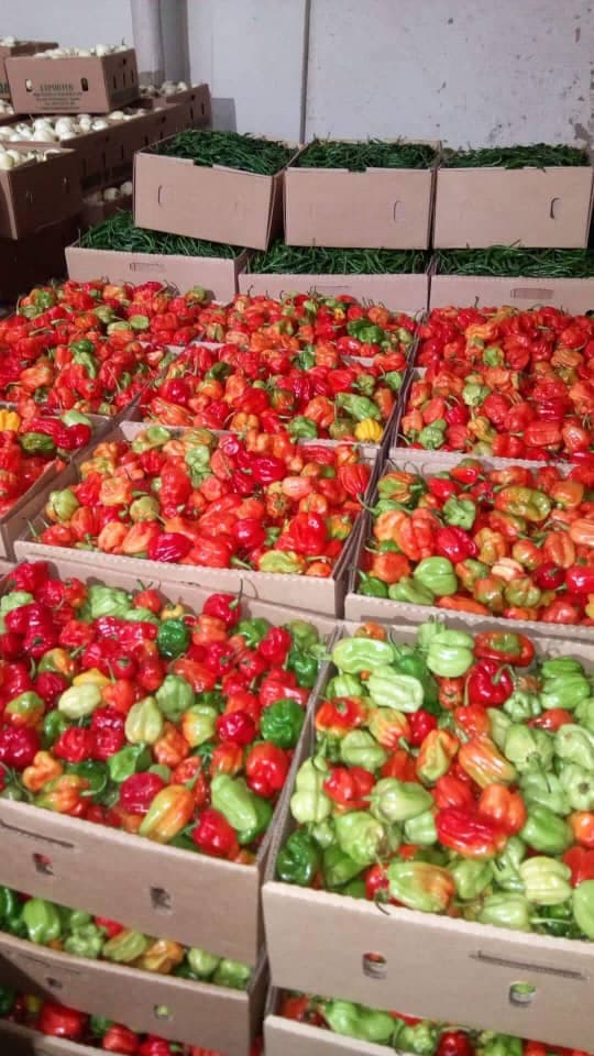 Hot Pepper