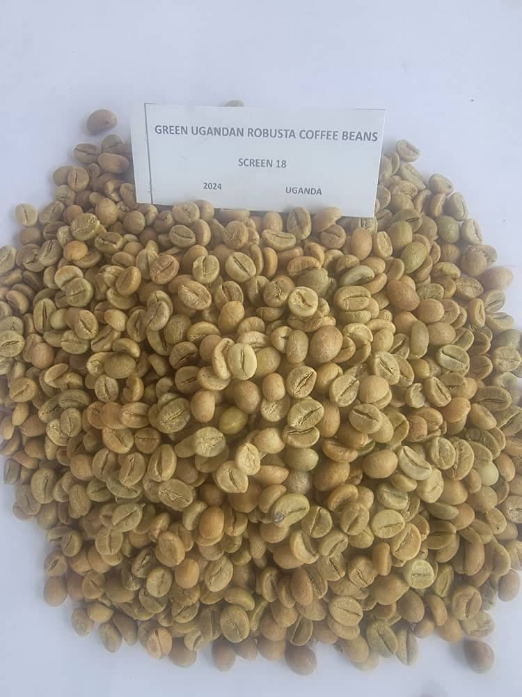 Robusta Coffee Screen 15