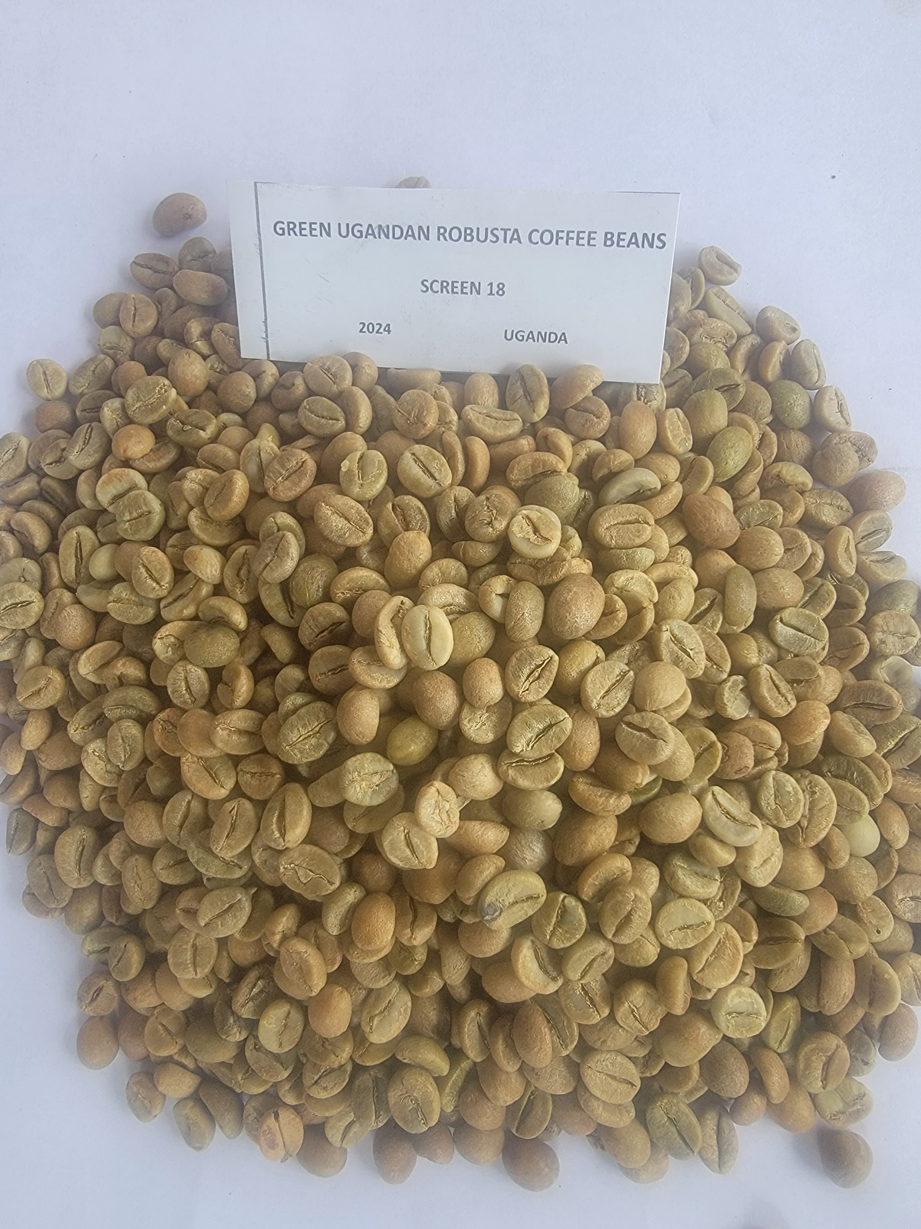Robusta Coffee Screen 18