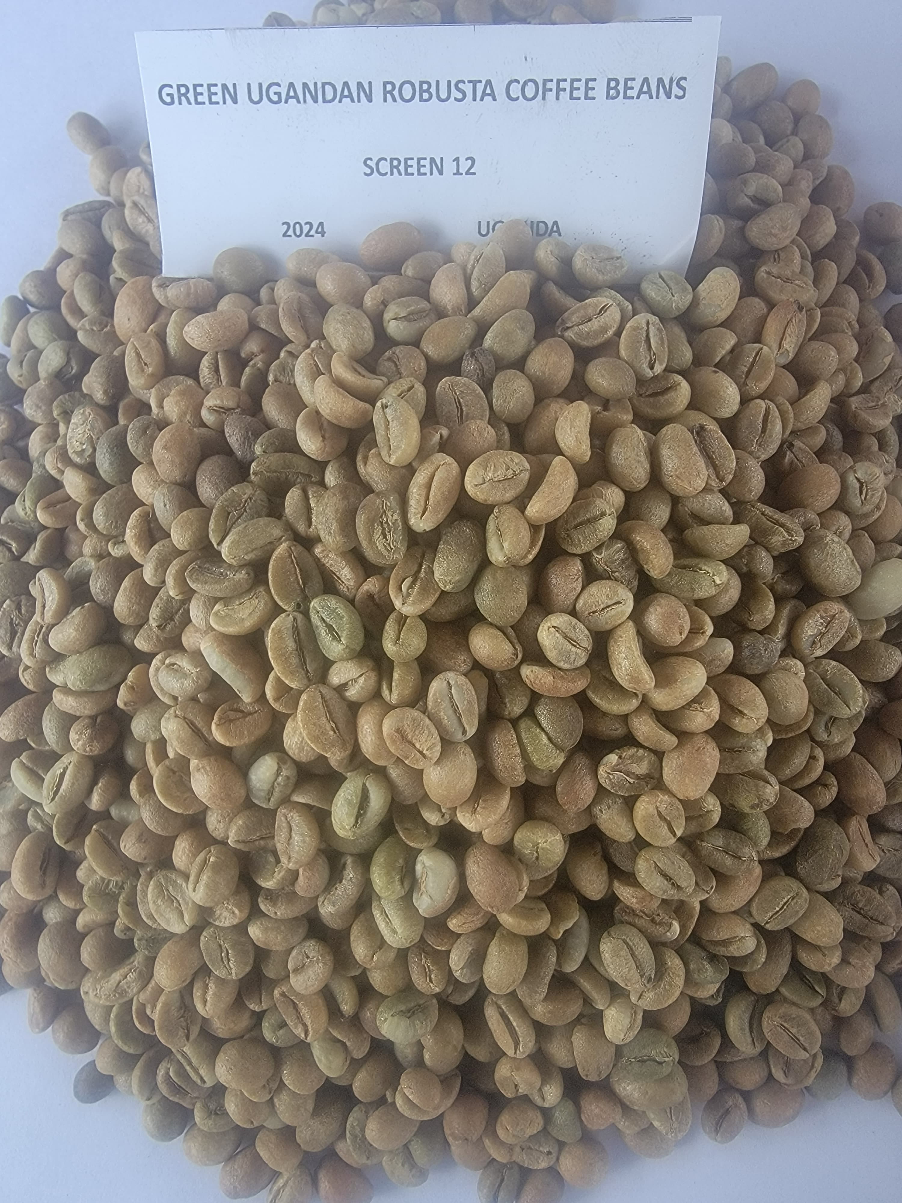 Robusta Coffee Screen 12