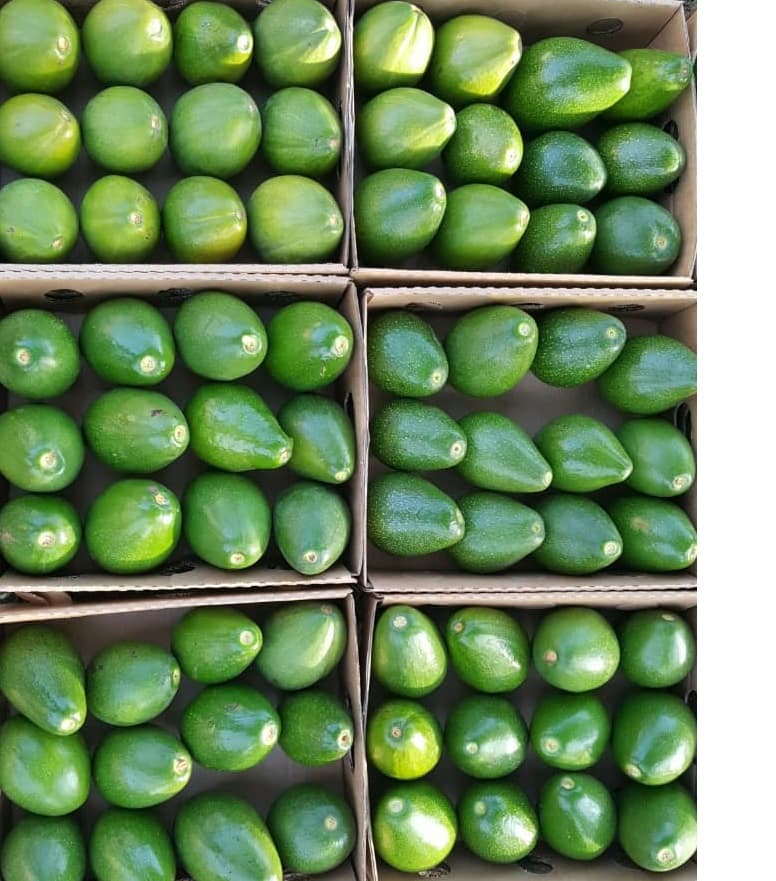 Jumbo avocado