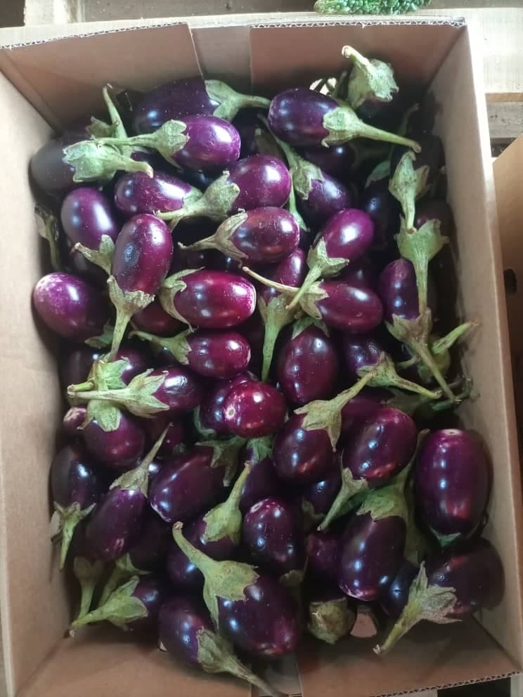 Purple Garden Eggs