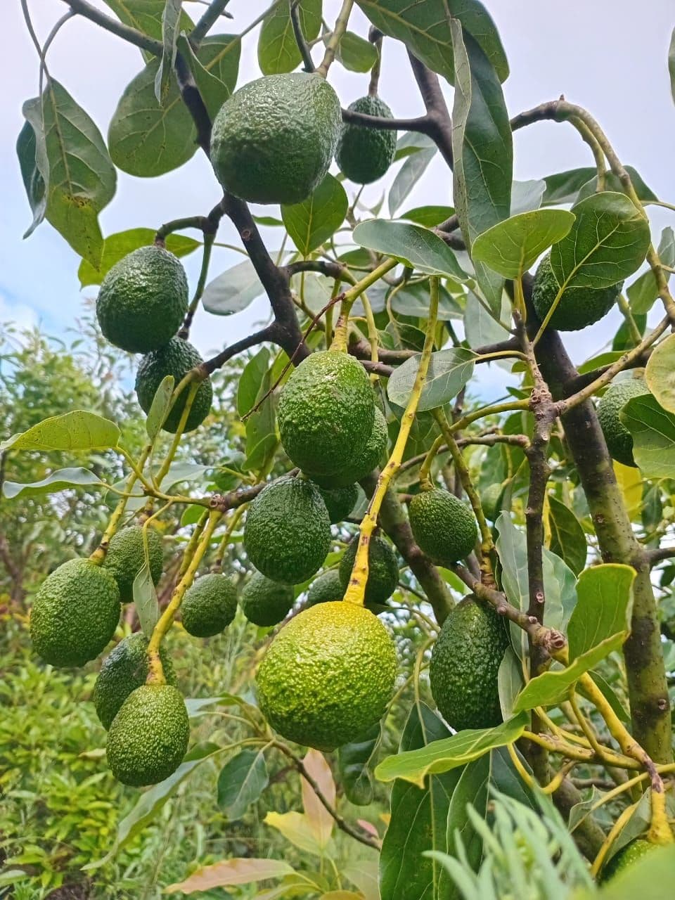 Hass Avocado
