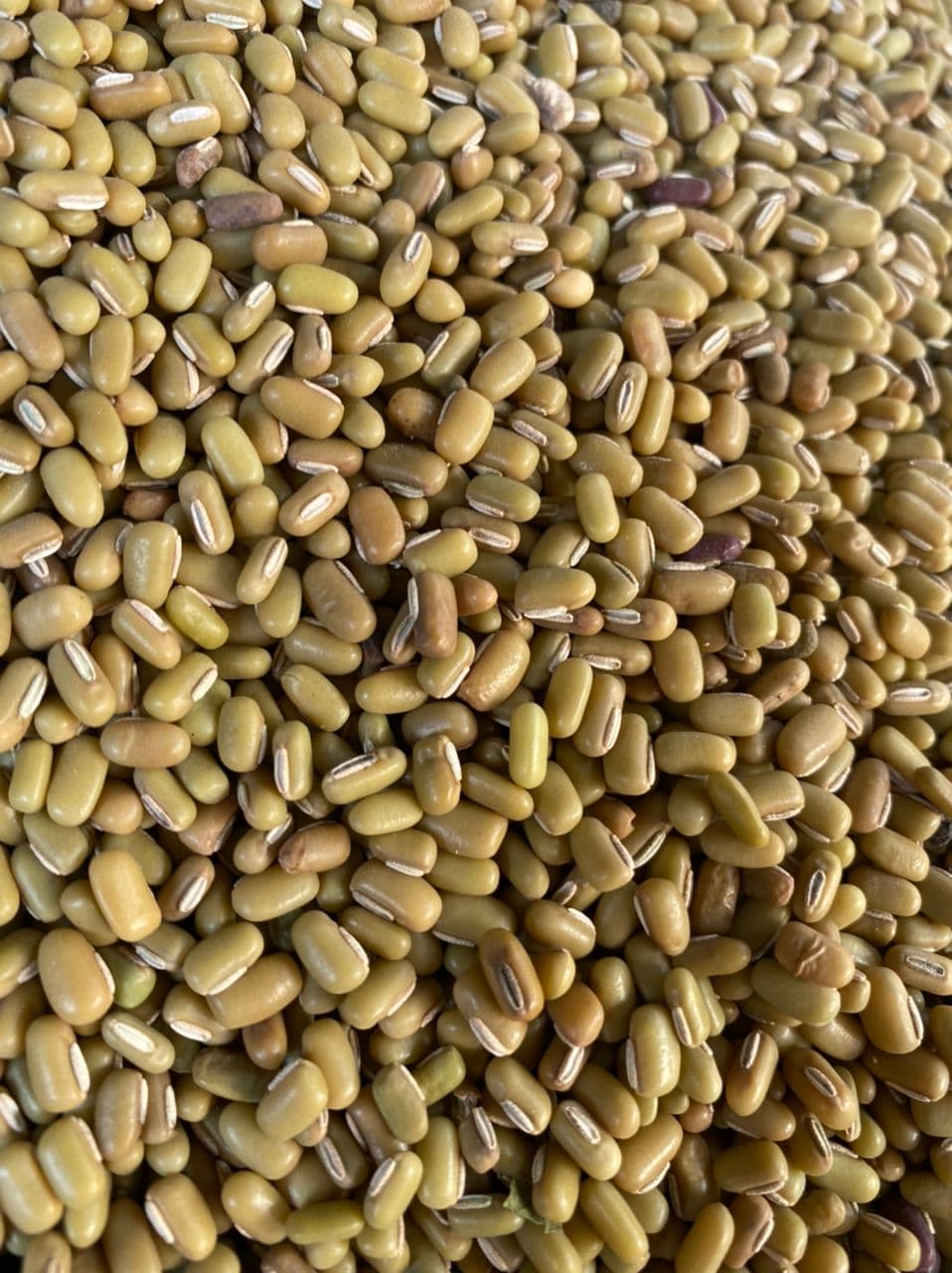 Bamboo Beans