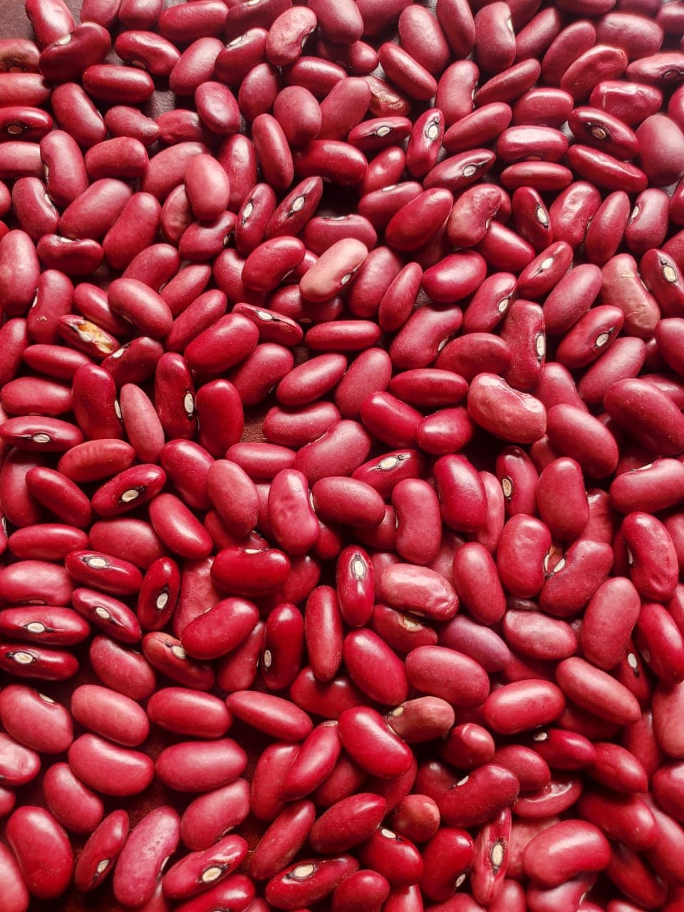 Red kidney beans