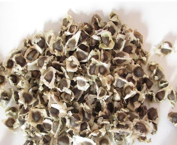 Moringa Seeds