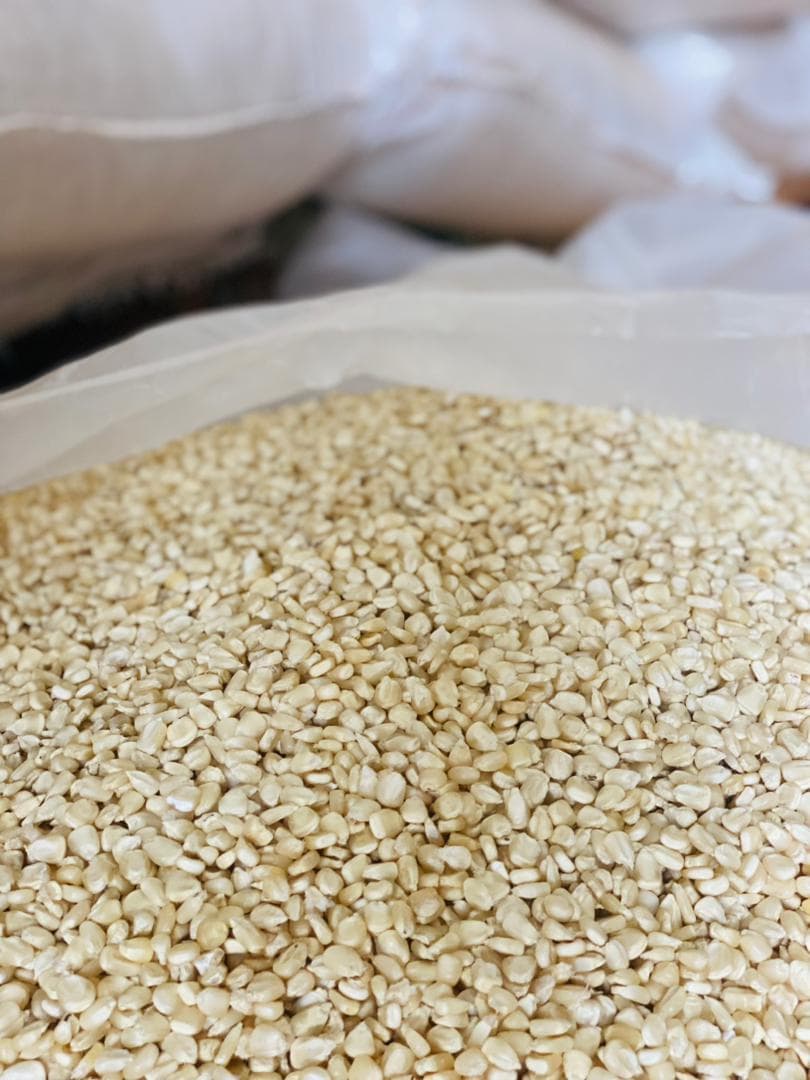 Corn / white maize grain