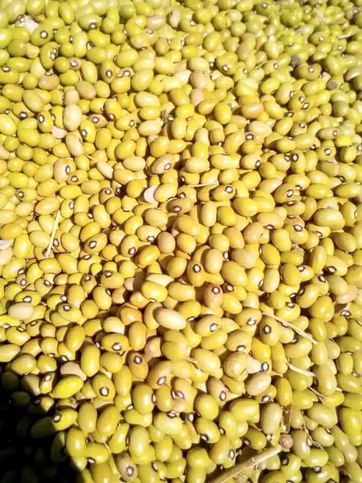 Beans