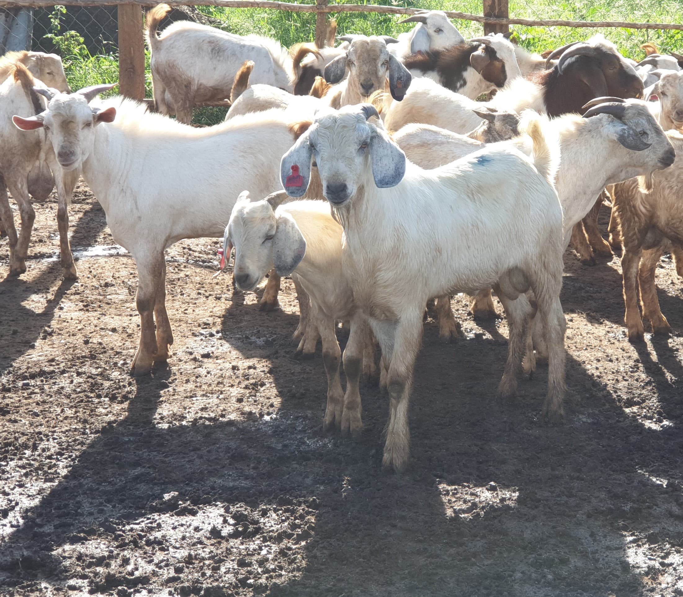 Savanna Male Buck Breeder Goats 75%