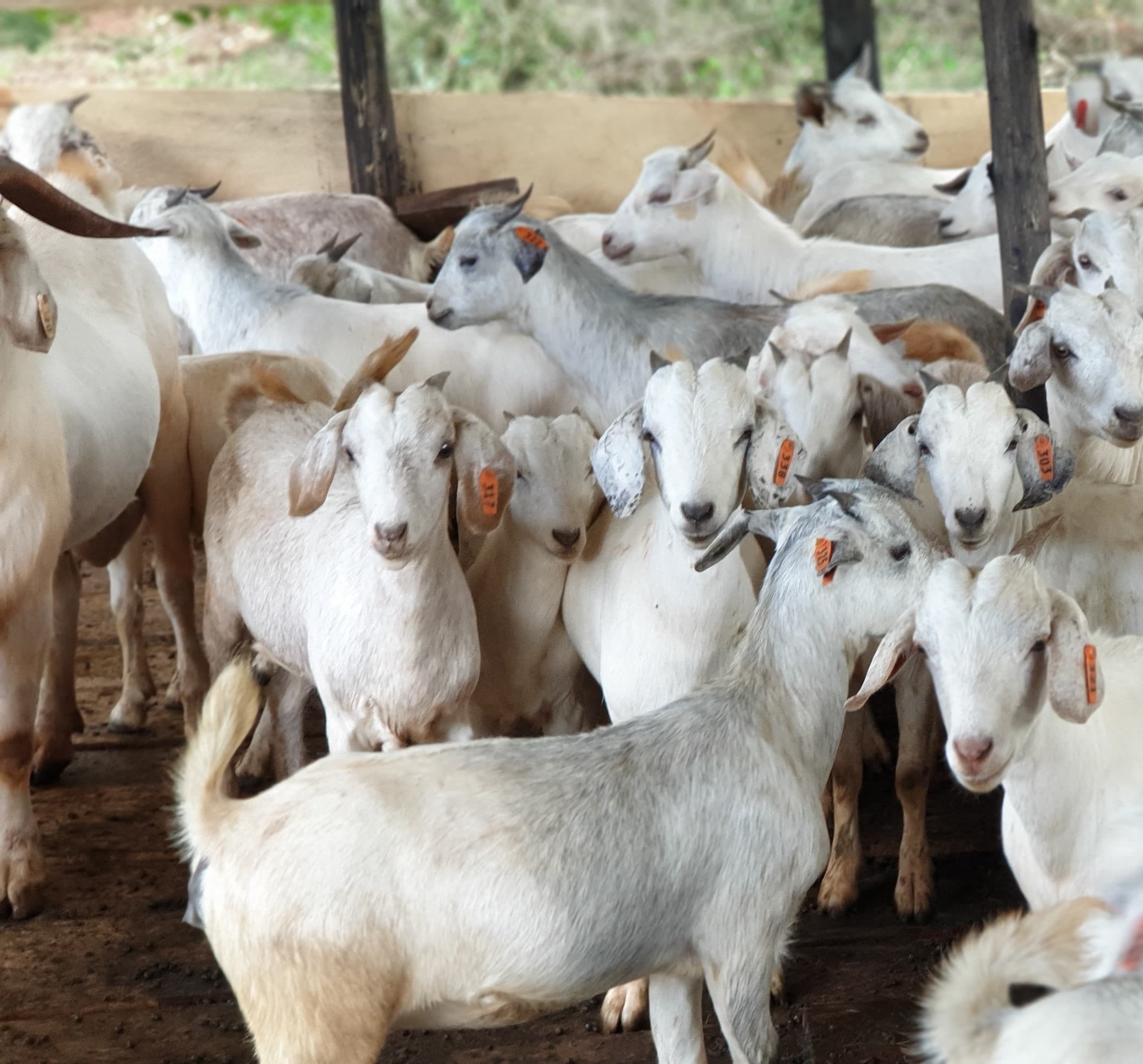 Savanna Female Nunny Breeder Goats 75%
