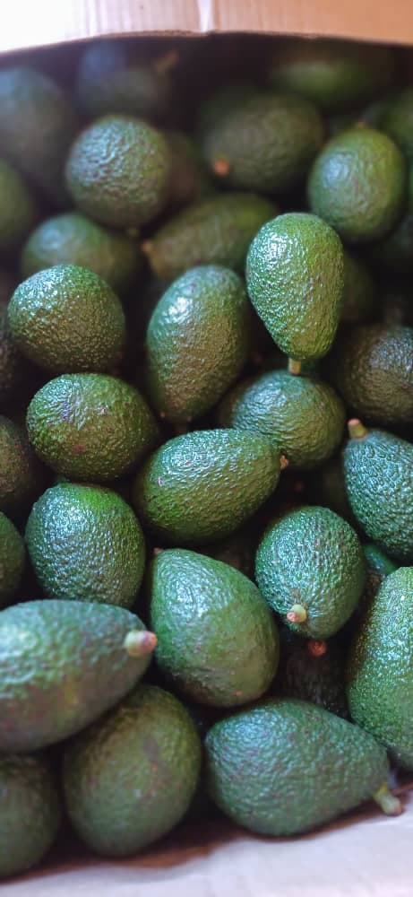 Hass avocado