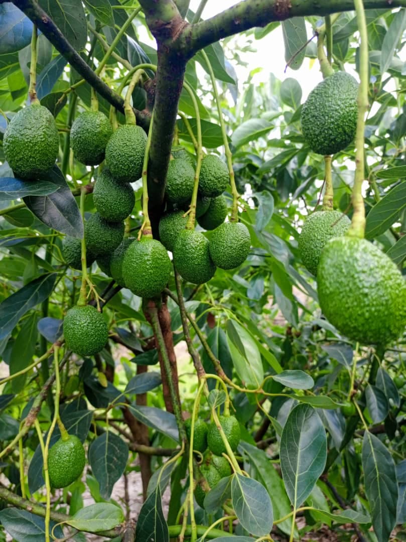Hass avocado