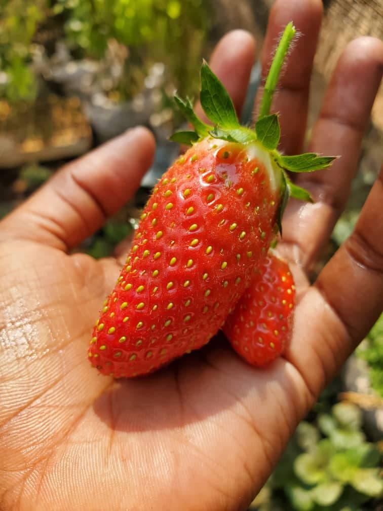 Strawberries
