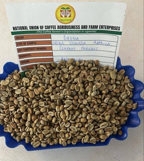 Dry Uganda Arabica Coffee / DRUGA