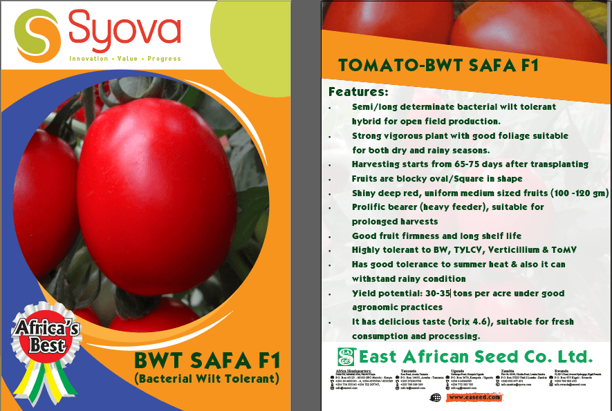 Safa F1 BWT Hybrid Tomato Seeds