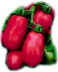 Rio Grande Tomato Seeds