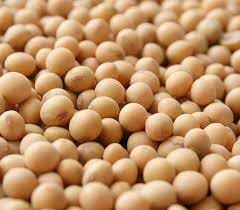 Soya beans Seeds