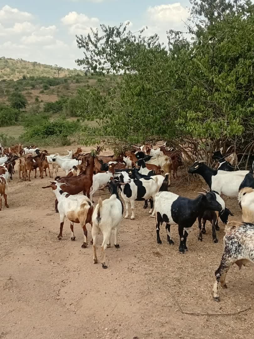 Goats
