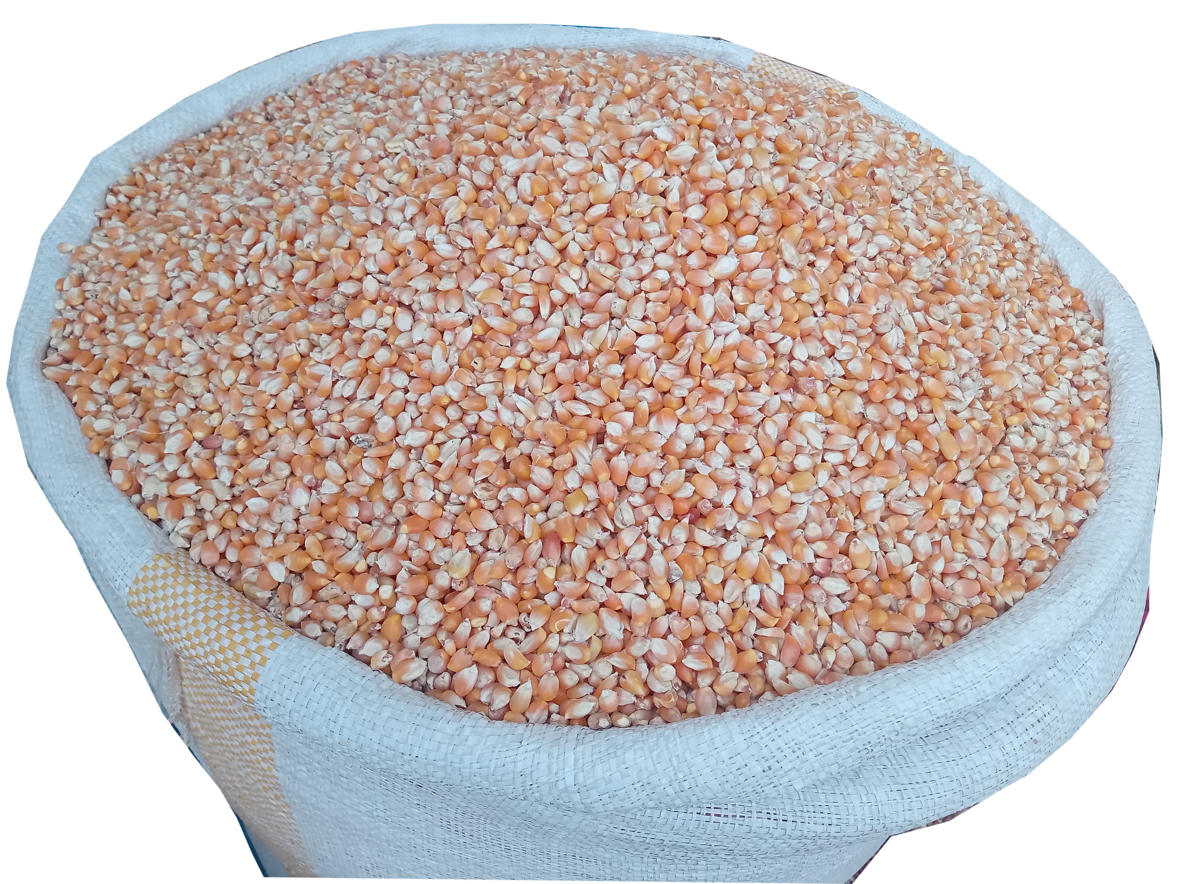 Corn Maize