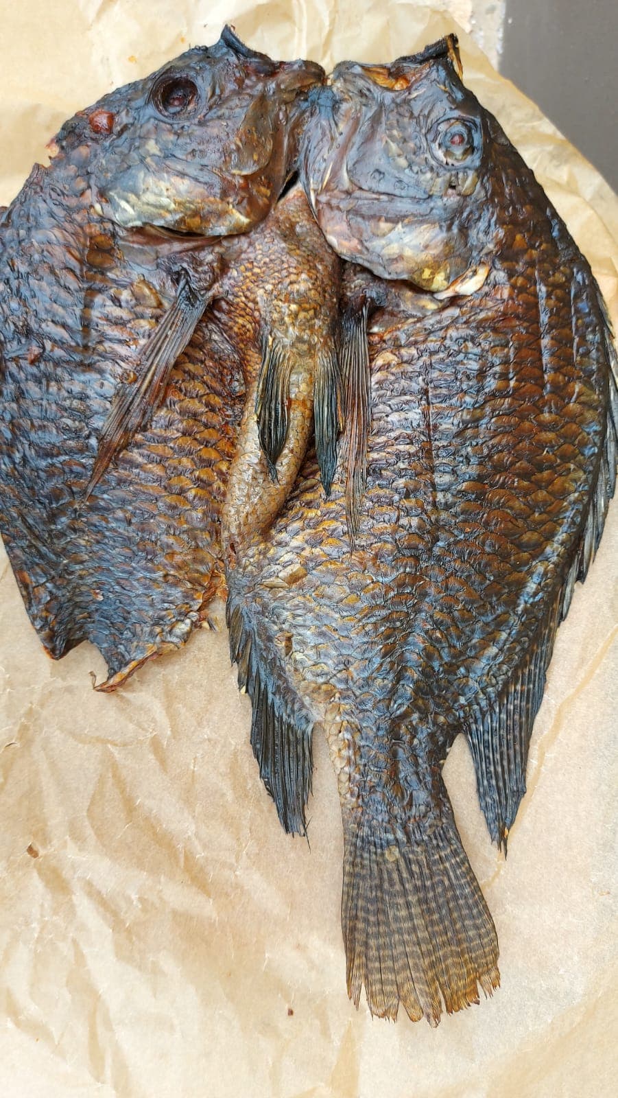Fish