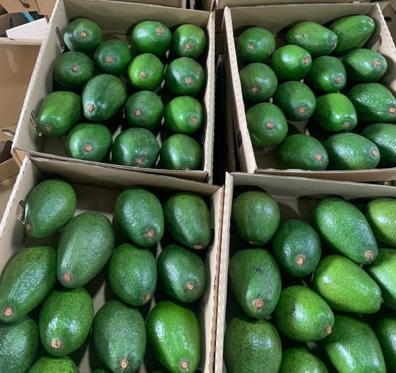 Fuerte avocado