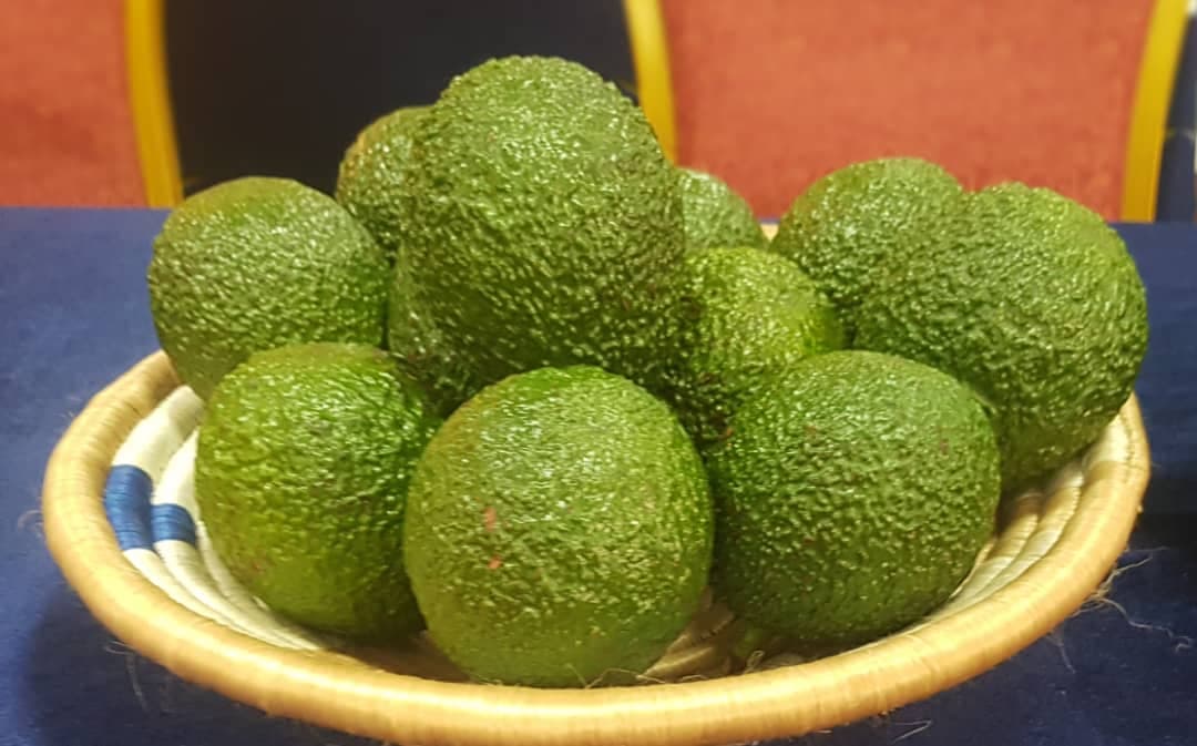 Hass avocado
