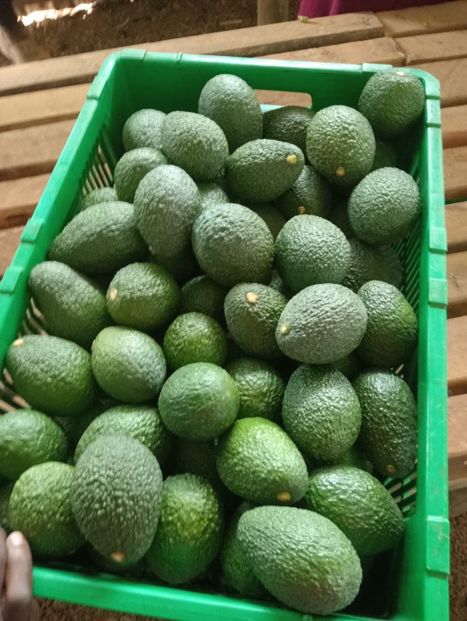 Hass avocado