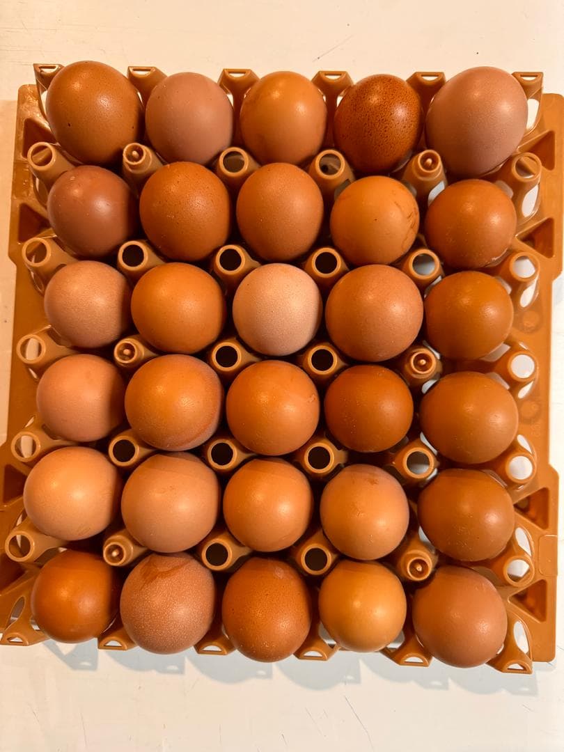 Poultry eggs