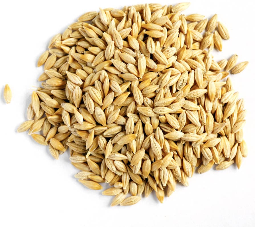Barley