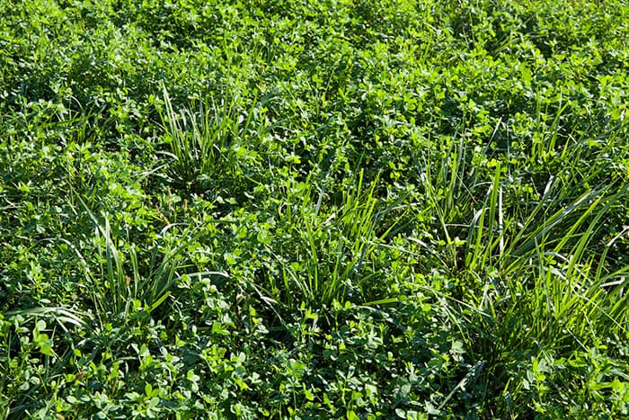 Lucerne / Alfalfa pasture seeds
