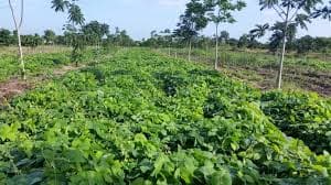 Mucuna pasture seeds
