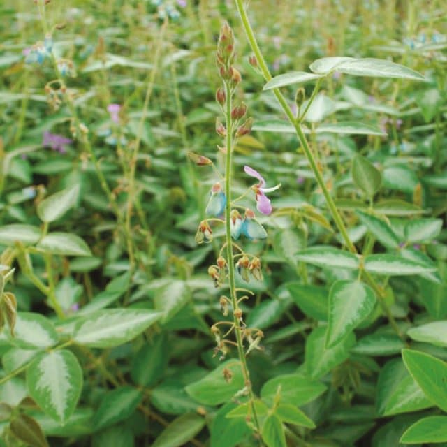 Silver leaf desmodium pasture seeds