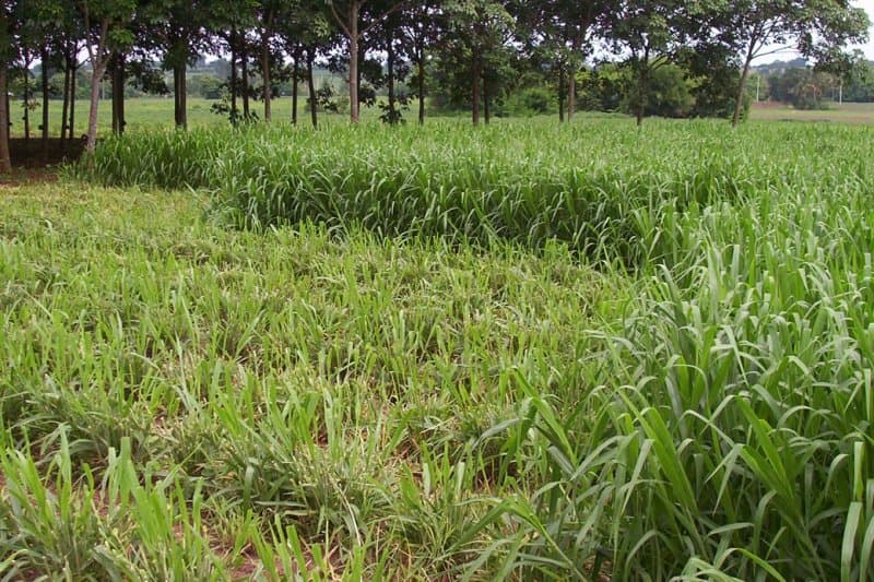 Brachiaria mulato pasture cuttings