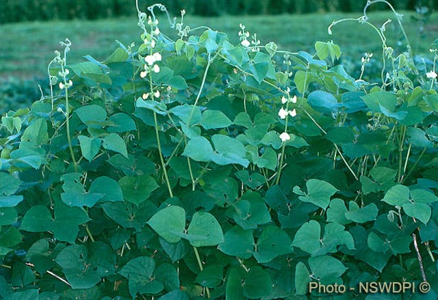 Lab lab pasture seeds
