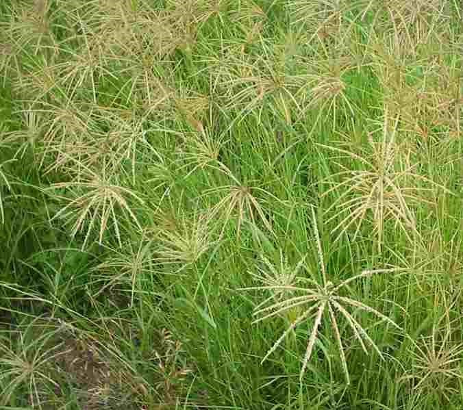 Chloris Gayana Boma Rhodes Grass Pasture Seeds