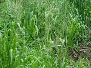 Giant panicum pasture seeds