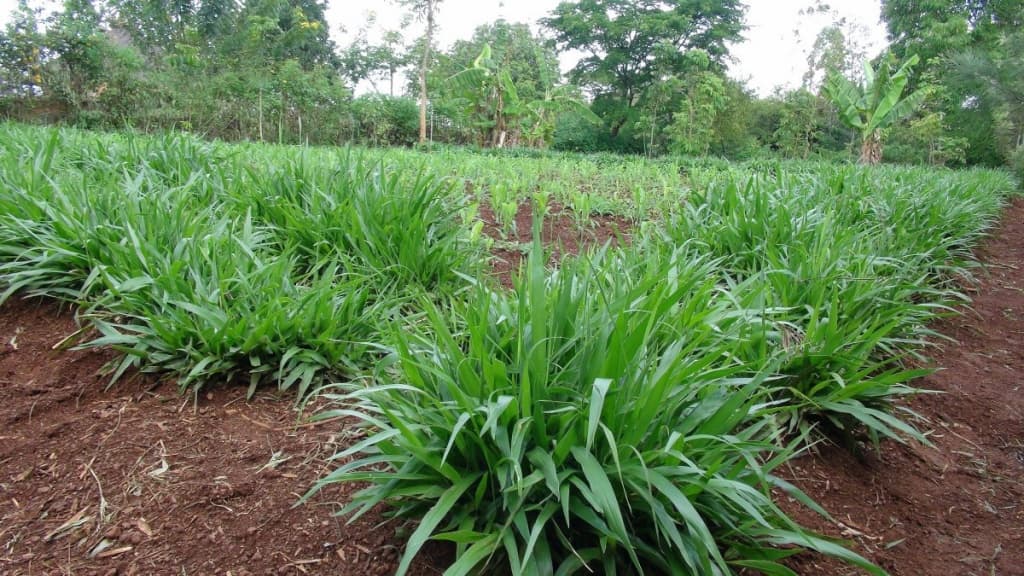 Sugar Napier pasture seeds