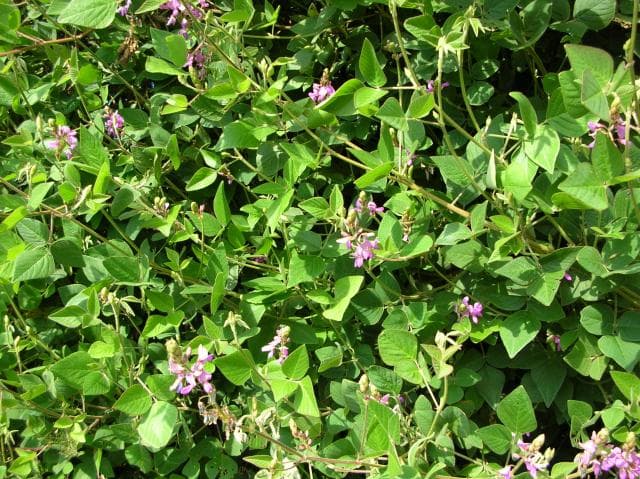 Green leaf desmodium pasture seeds