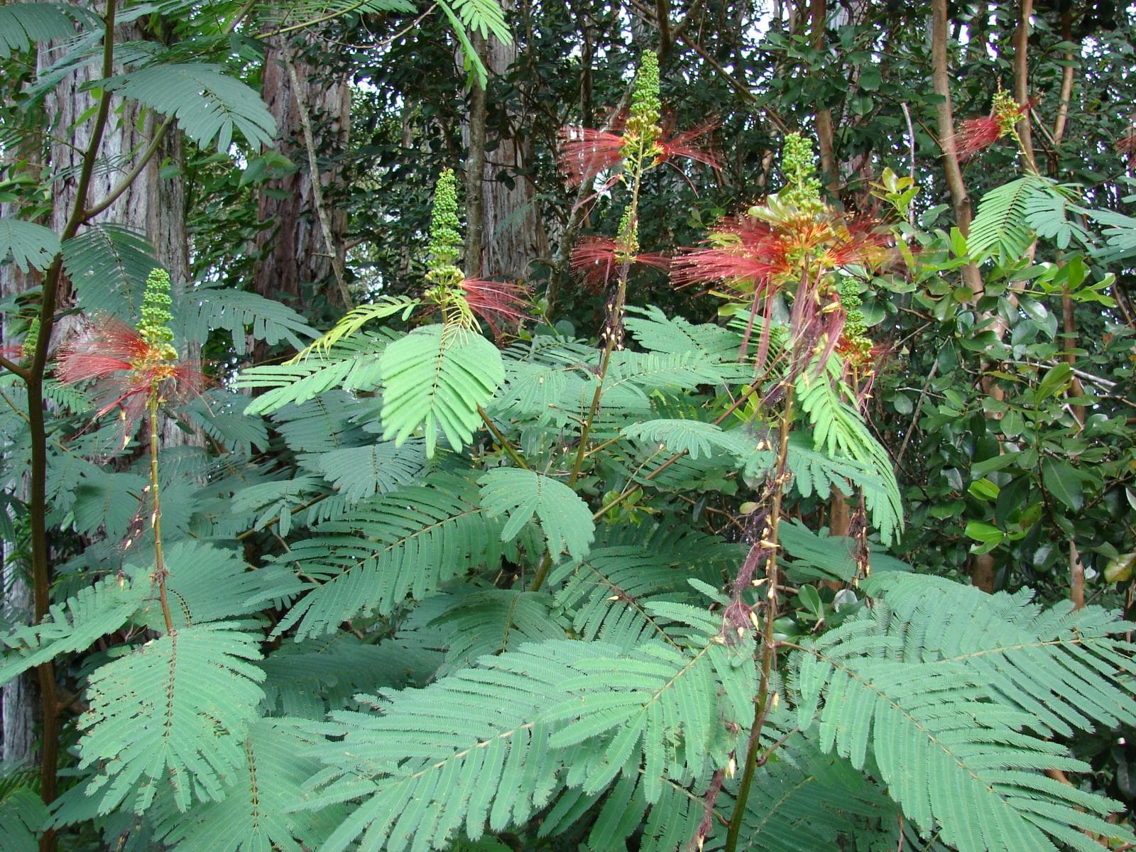 Calliandra pasture seeds