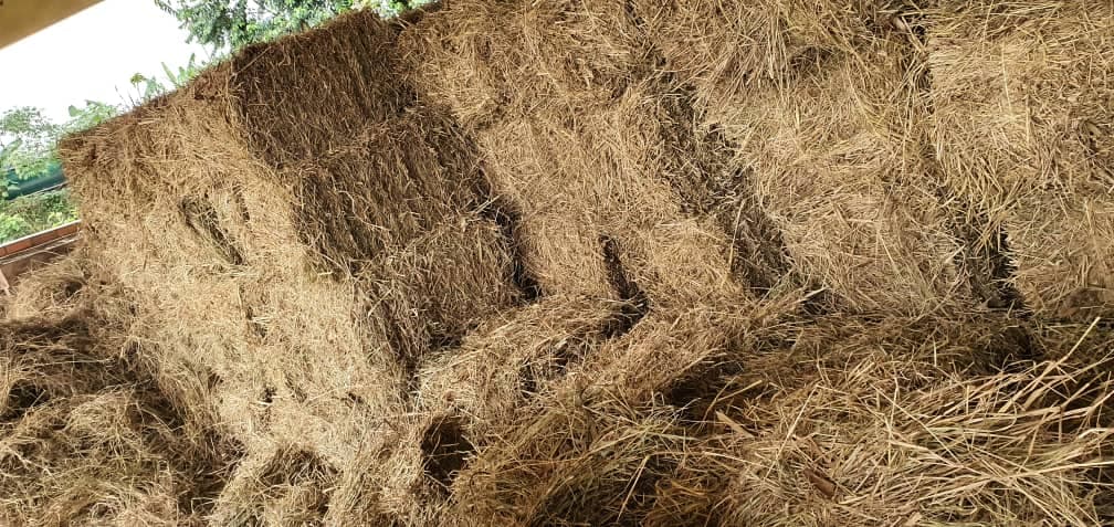 Dry hay chloriss gayana/rhodes grass