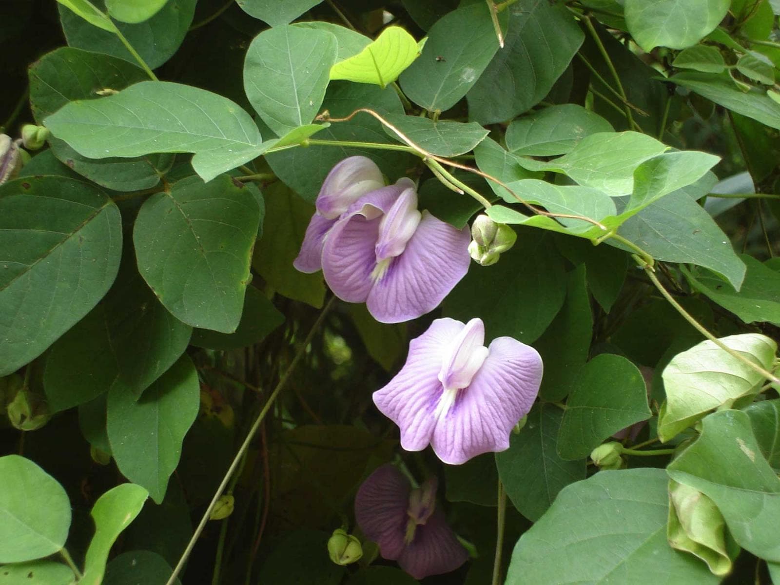 Centrosema Pasture Seeds