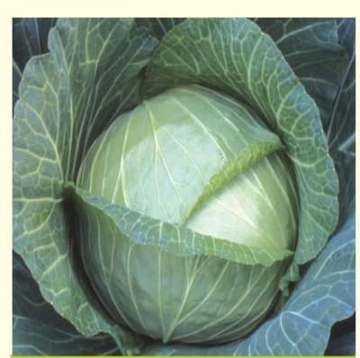 Baraka F1 Cabbage Seeds