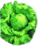 Lettuce Great Lakes Mesa 659