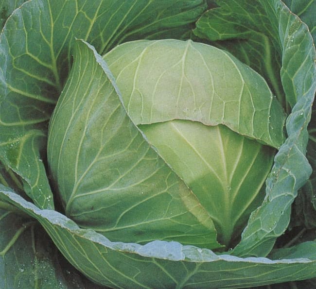 Giant Drum Head cabbage seeds
