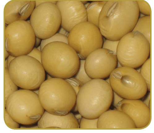 Maksoy 3N soyabean seeds